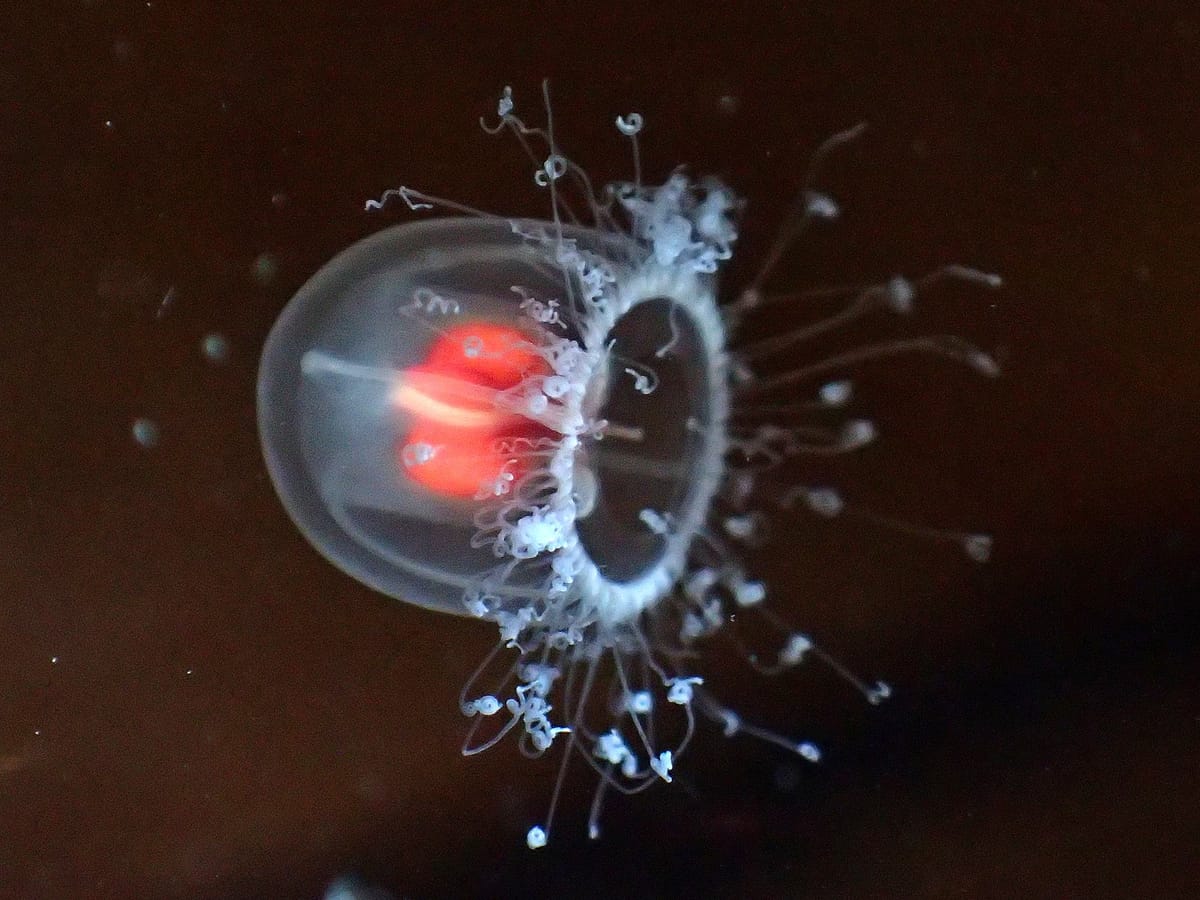 Immortal Jellyfish