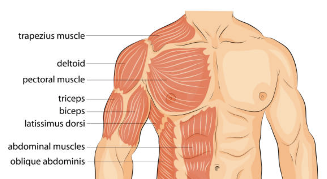 Muscle Growth: A brief guide
