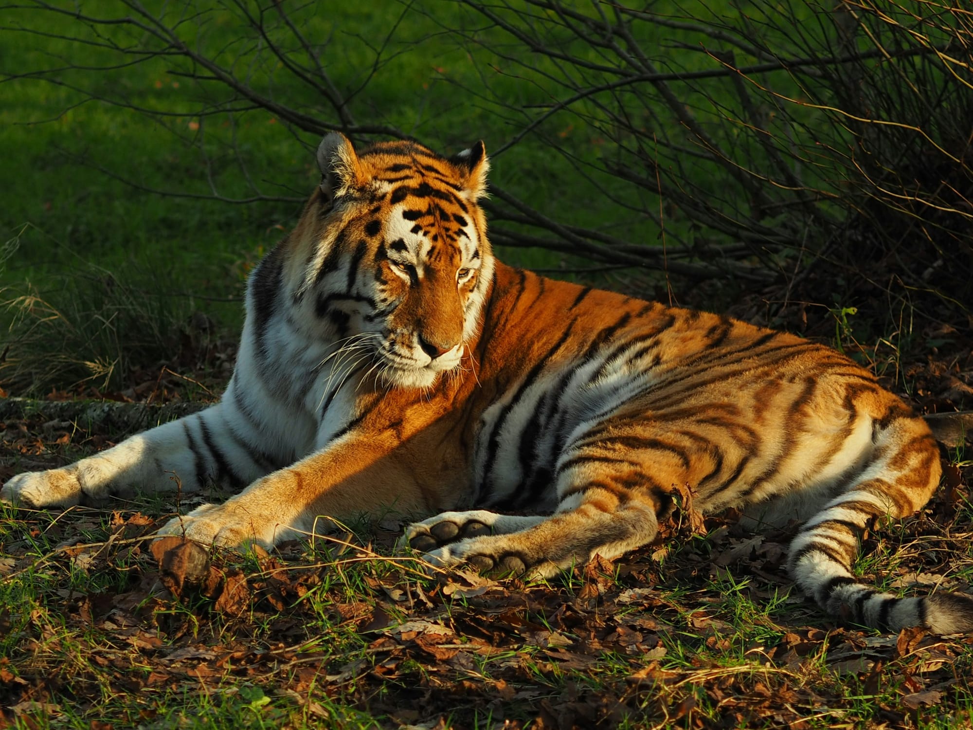 Disease as a threat on endangered species