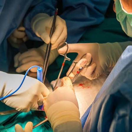Could animal organs be the answer?