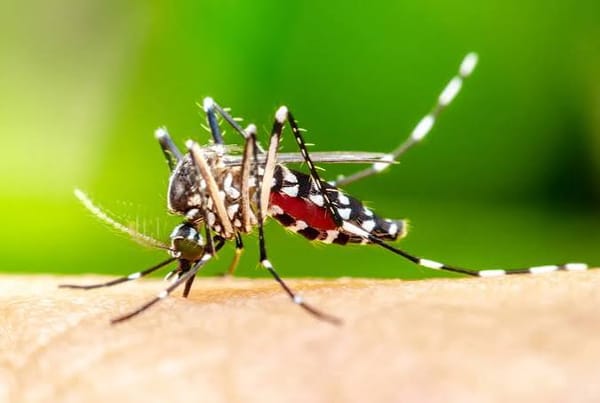 Can We Modify Mosquito Genomes to End Malaria?