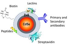 CdSe quantum dots evaluation in primary cellular models or tissues derived from patients - ScienceDirect