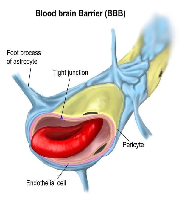 Blood Brain Barrier Diagram